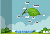 Leaf diagram to label online